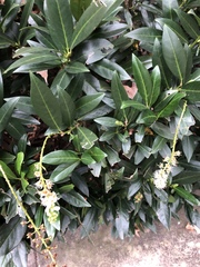 Prunus