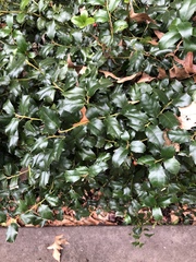 Magnoliopsida