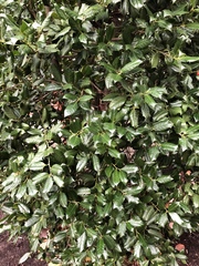 Ilex