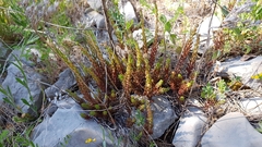 Petrosedum ochroleucum