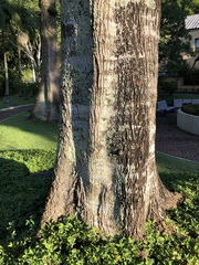 Pterygota brasiliensis