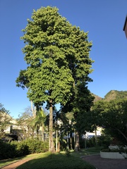 Pterygota brasiliensis