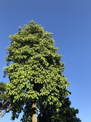 Pterygota brasiliensis