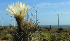 Trichocereus chiloensis litoralis