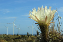 Trichocereus chiloensis litoralis