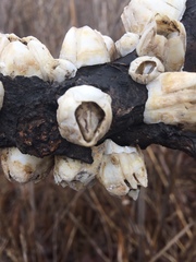 Amphibalanus eburneus