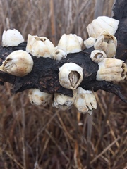 Amphibalanus eburneus