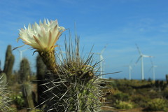 Trichocereus chiloensis litoralis