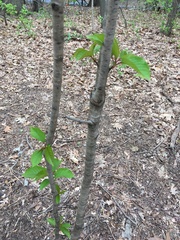 Prunus avium