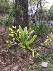 Sassafras albidum