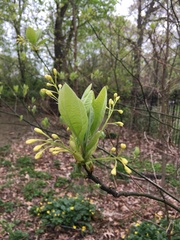 Sassafras albidum