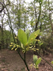 Sassafras albidum