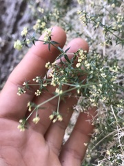 Galium stellatum