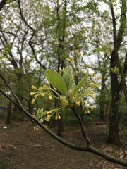 Sassafras albidum