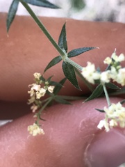 Galium stellatum