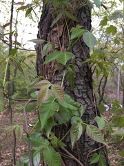 Toxicodendron radicans