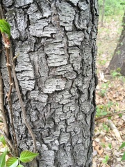 Prunus serotina
