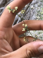 Galium stellatum