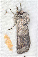 Proteuxoa amaurodes