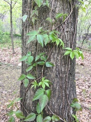 Toxicodendron radicans