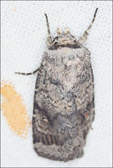 Proteuxoa amaurodes