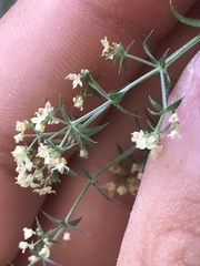 Galium stellatum