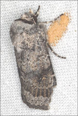 Proteuxoa amaurodes