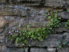 Cymbalaria muralis