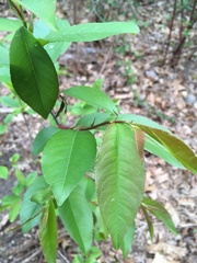 Prunus serotina