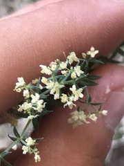 Galium stellatum