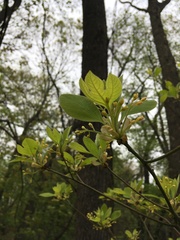Sassafras albidum