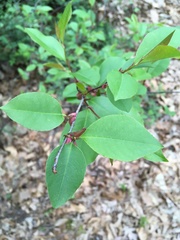 Prunus serotina