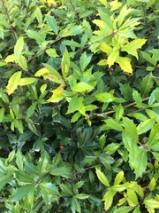 Ilex