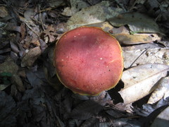 Baorangia bicolor image