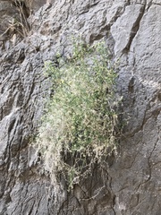 Galium stellatum
