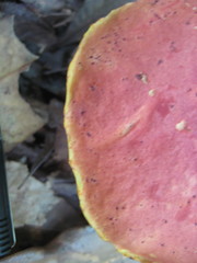 Baorangia bicolor image