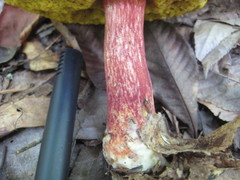 Baorangia bicolor image