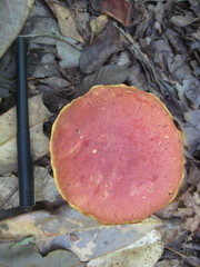 Baorangia bicolor image