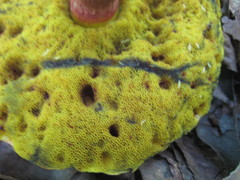 Baorangia bicolor image