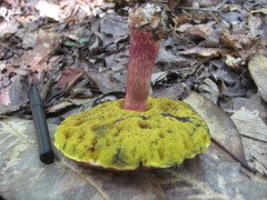 Baorangia bicolor image