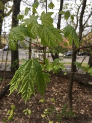 Acer platanoides