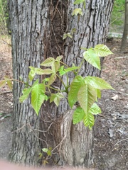 Toxicodendron radicans