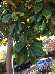 Magnolia