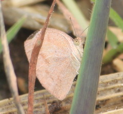 Eurema daira eugenia