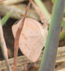 Eurema daira eugenia