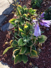 Hosta