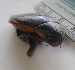 Dytiscus harrisii