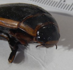 Dytiscus harrisii