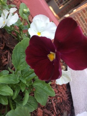 Viola × wittrockiana