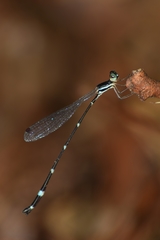 Protosticta gravelyi
